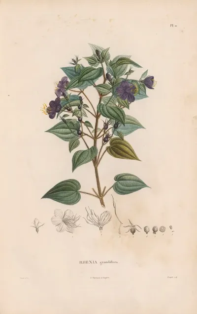 Botanique Pl 10
