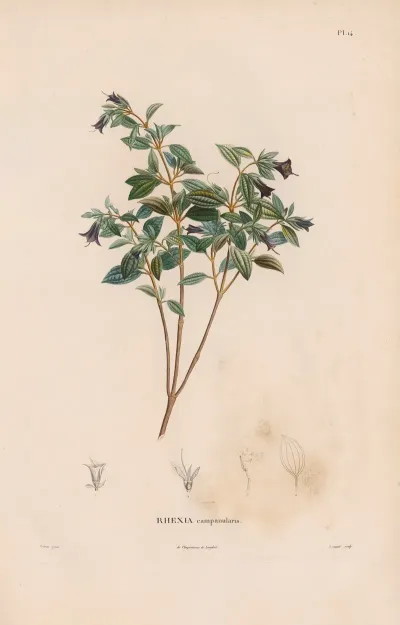 Botanique Pl 13