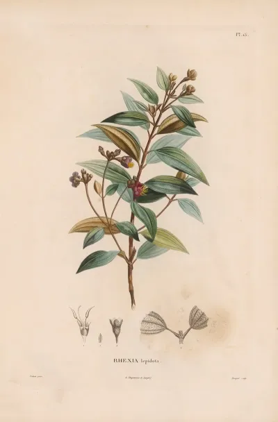 Botanique Pl 14