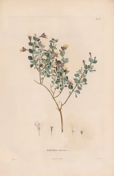 Botanique Pl 17