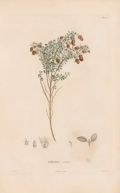 Botanique Pl 18