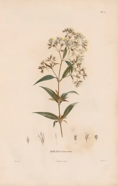 Botanique Pl 19