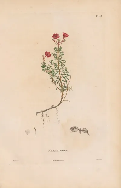 Botanique Pl 20
