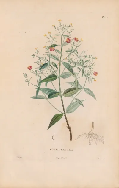 Botanique Pl 21
