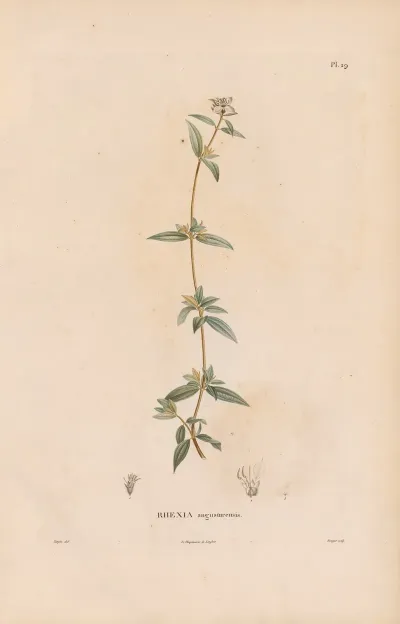 Botanique Pl 23