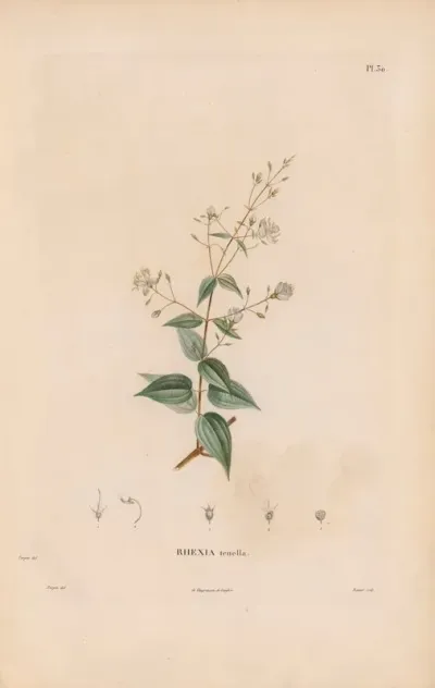Botanique Pl 24