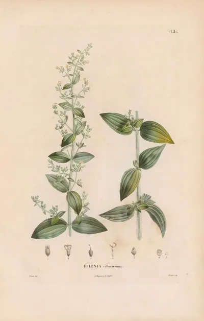 Botanique Pl 25