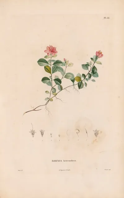 Botanique Pl 27