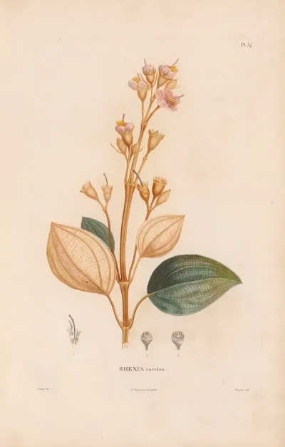 Botanique Pl 28