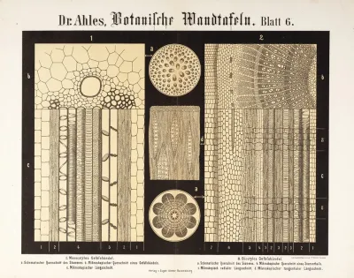 Botanische Wandtafeln Pl 6