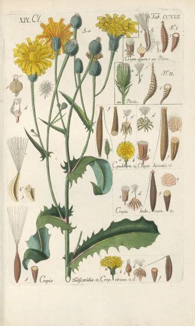 Botanisches Handbuch Pl 10