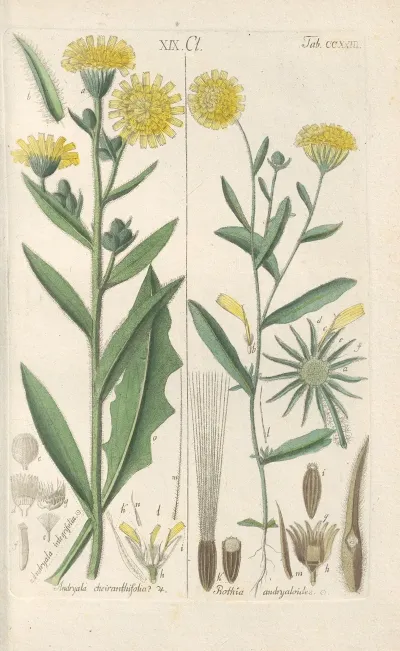 Botanisches Handbuch Pl 11