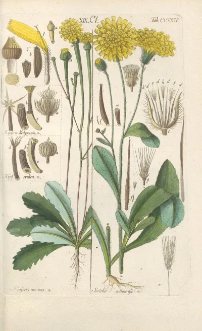 Botanisches Handbuch Pl 12