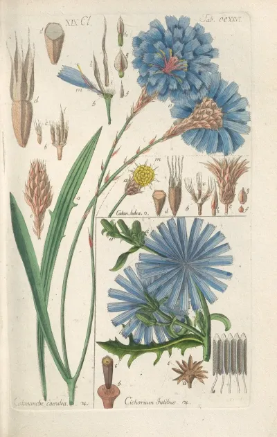 Botanisches Handbuch Pl 14