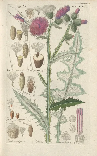 Botanisches Handbuch Pl 16
