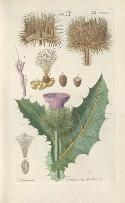 Botanisches Handbuch Pl 18