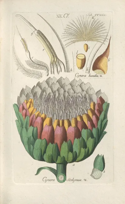 Botanisches Handbuch Pl 19