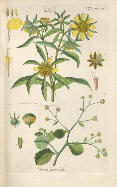 Botanisches Handbuch Pl 23