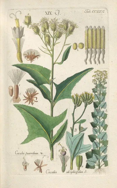 Botanisches Handbuch Pl 24