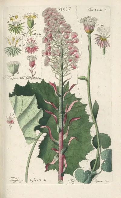 Botanisches Handbuch Pl 30