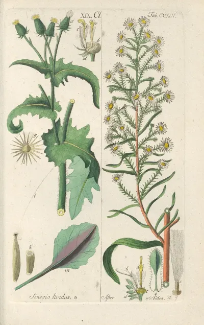 Botanisches Handbuch Pl 33