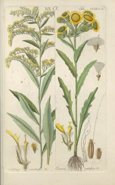 Botanisches Handbuch Pl 34