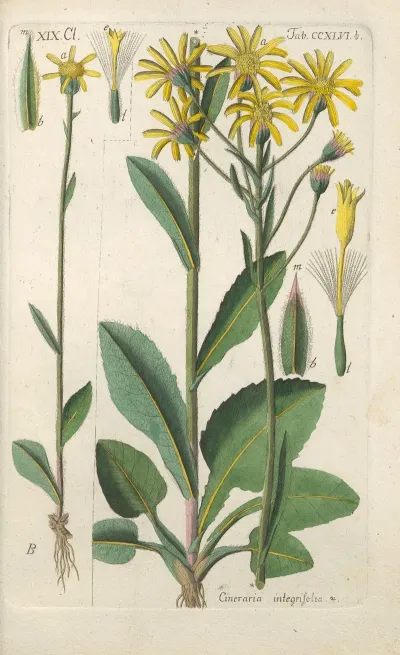 Botanisches Handbuch Pl 35
