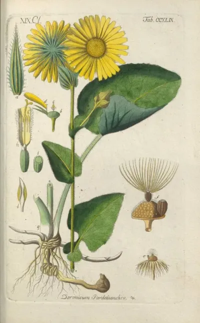 Botanisches Handbuch Pl 38