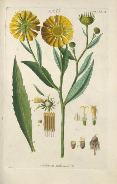 Botanisches Handbuch Pl 39