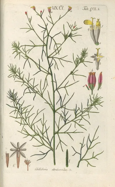 Botanisches Handbuch Pl 40