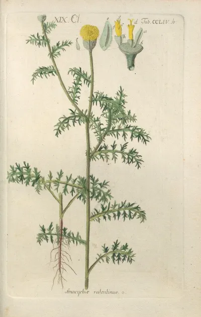 Botanisches Handbuch Pl 46