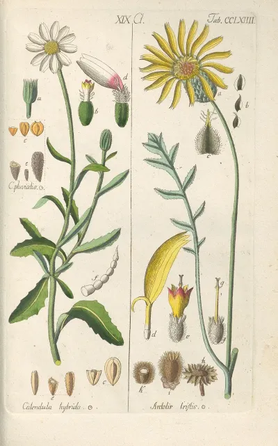 Botanisches Handbuch Pl 58