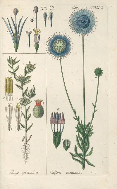 Botanisches Handbuch Pl 60