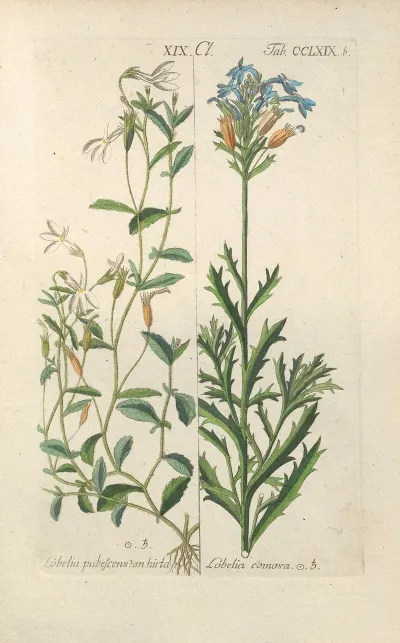 Botanisches Handbuch Pl 64
