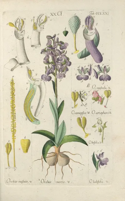 Botanisches Handbuch Pl 66