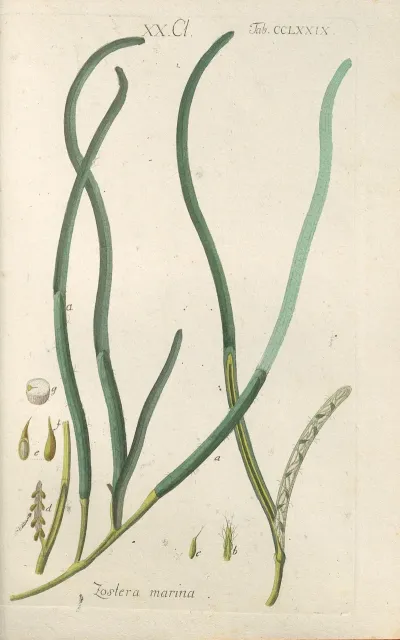 Botanisches Handbuch Pl 74