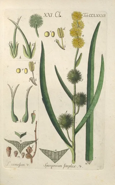 Botanisches Handbuch Pl 77