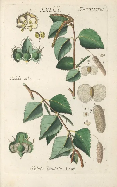 Botanisches Handbuch Pl 83