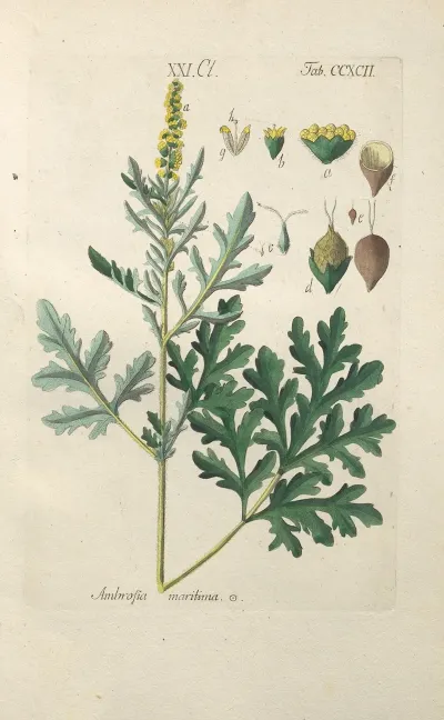 Botanisches Handbuch Pl 87