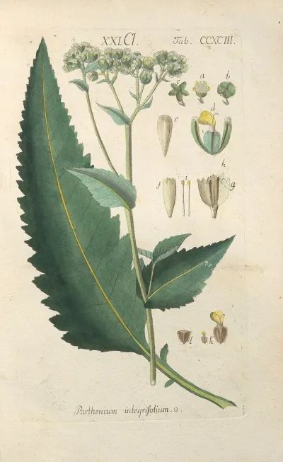 Botanisches Handbuch Pl 88