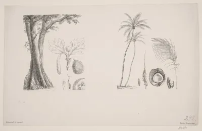 Botanisk Blad Fra Schouws Skrifter