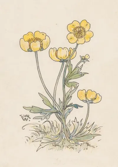 Boterbloemen