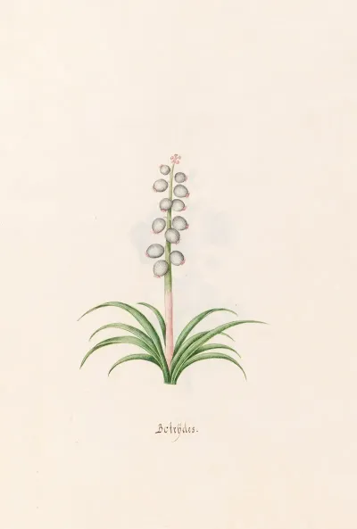 Botrydes