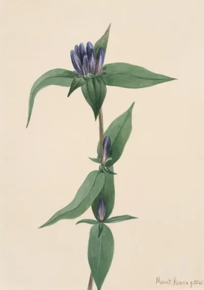 Bottle Gentian Gentiana Saponaria 2