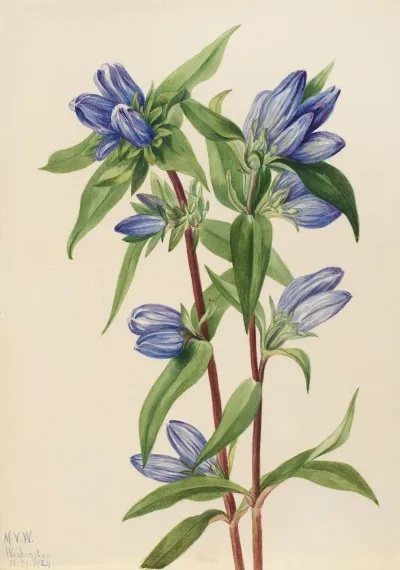 Bottle Gentian Gentiana Saponaria 3