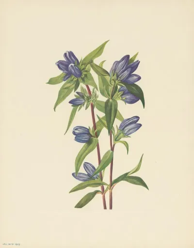 Bottle Gentian Gentiana Saponaria 4