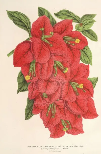 Bougainvillea Spectabilis