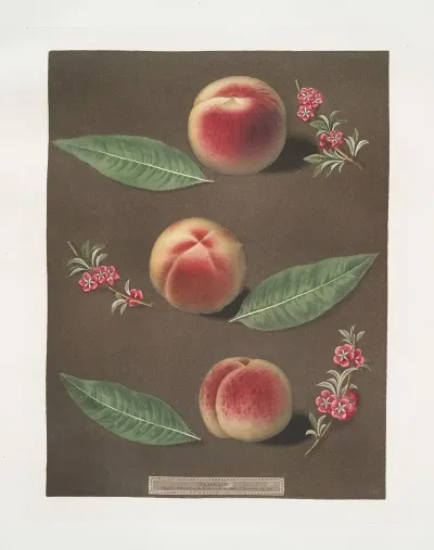 Bourdine Nivette Or Bell De Vitry And The Late Admirable Peaches