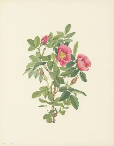 Bourgeau Rose Flower Rosa Bourgeauiana 2