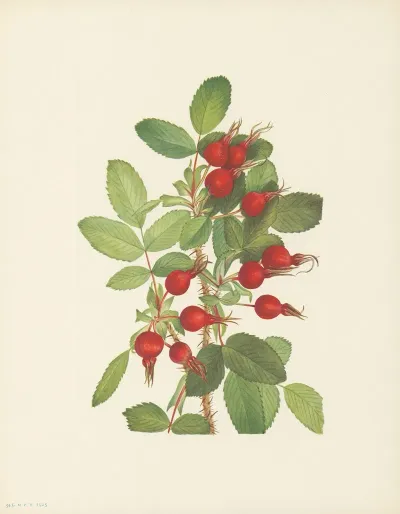 Bourgeau Rose Fruit Rosa Bourgeauiana 2